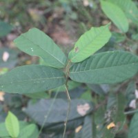 Uvaria sphenocarpa Hook.f. & Thomson